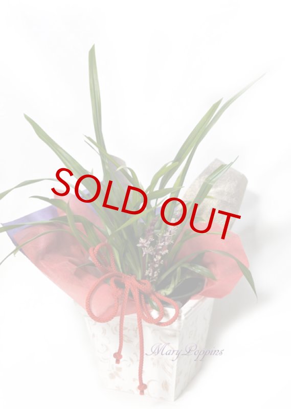 画像3: 吉祥草（キチジョウソウ）の鉢植えギフト (3)