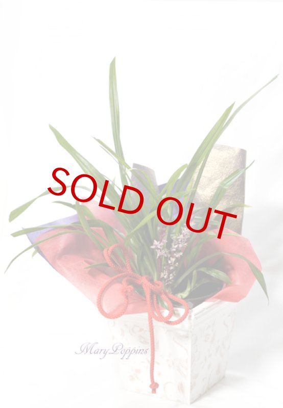 画像2: 吉祥草（キチジョウソウ）の鉢植えギフト (2)