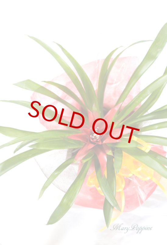 画像5: グズマニアの鉢植えギフト (5)