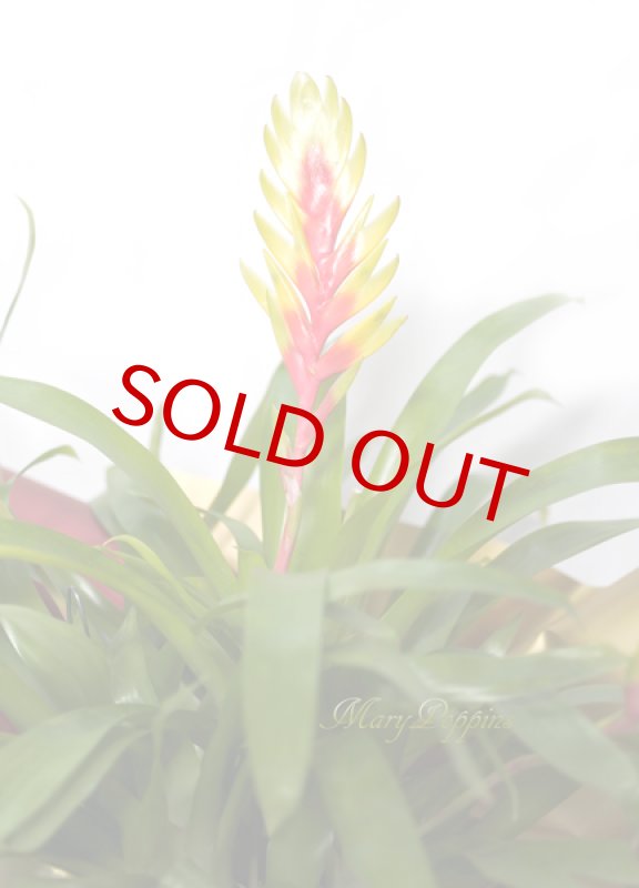 画像5: インコアナナスの鉢植えギフト (5)