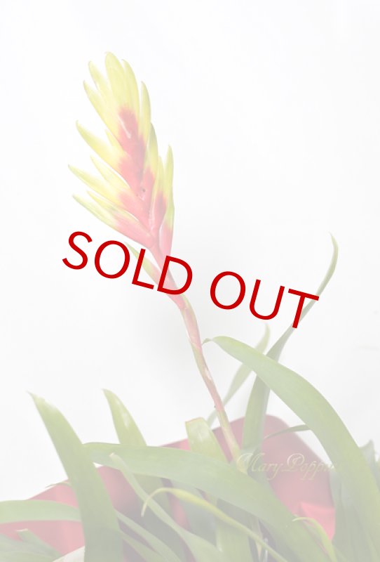 画像4: インコアナナスの鉢植えギフト (4)