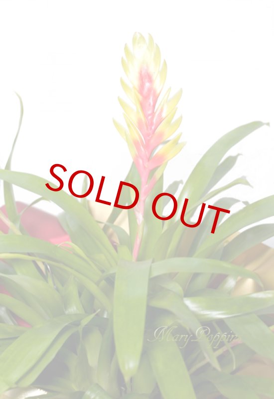 画像3: インコアナナスの鉢植えギフト (3)