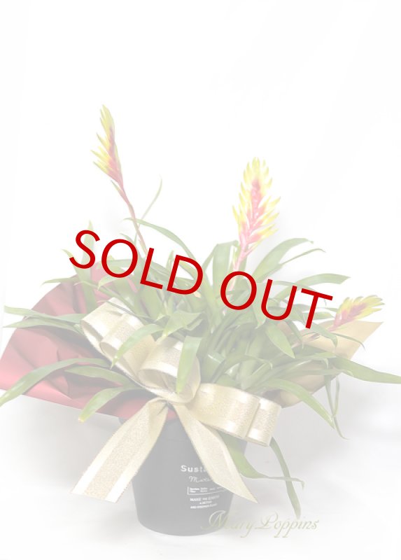 画像6: インコアナナスの鉢植えギフト (6)