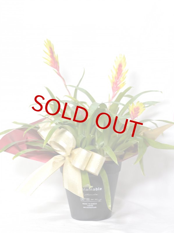 画像2: インコアナナスの鉢植えギフト (2)