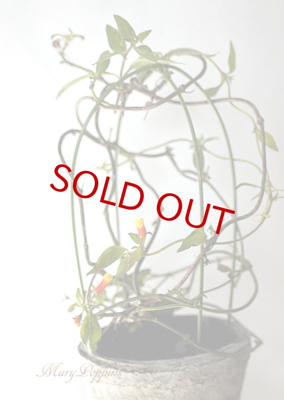 画像10: マネッチアの鉢植えギフト (10)