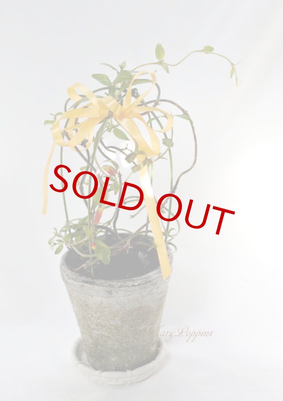 画像9: マネッチアの鉢植えギフト (9)