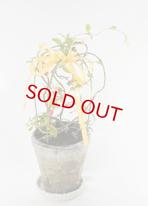 画像8: マネッチアの鉢植えギフト (8)