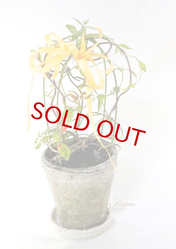 画像7: マネッチアの鉢植えギフト (7)