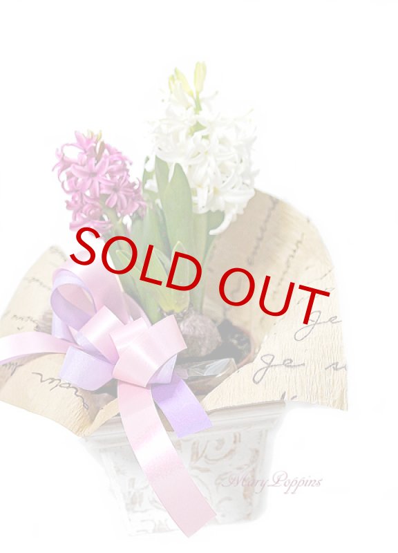 画像6: ヒヤシンスの鉢植えギフト (6)