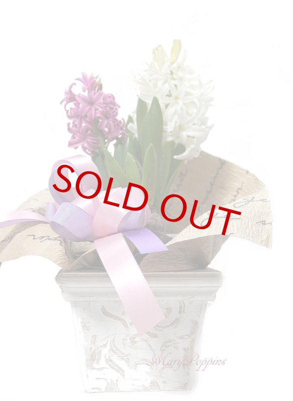 画像5: ヒヤシンスの鉢植えギフト (5)