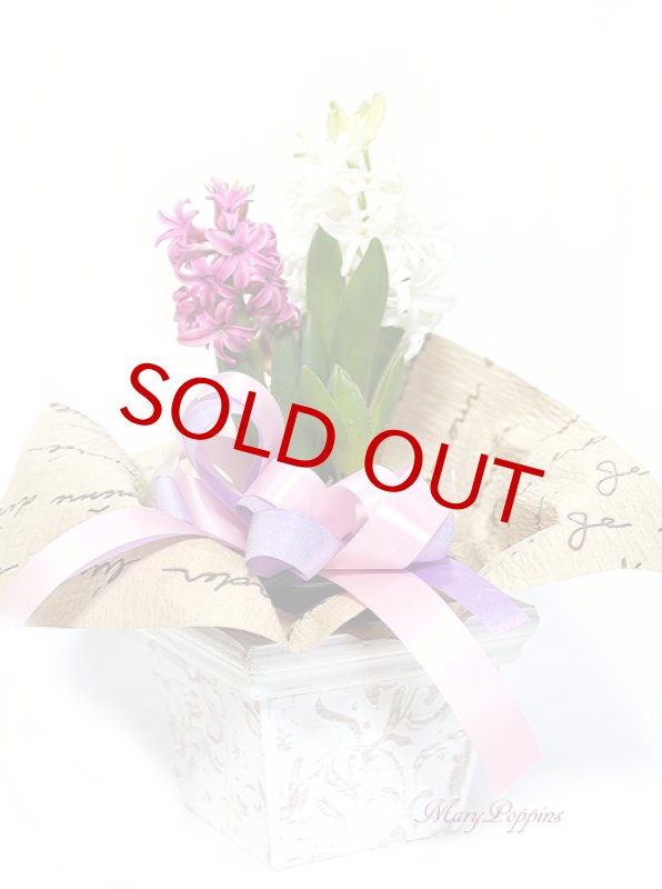 画像4: ヒヤシンスの鉢植えギフト (4)