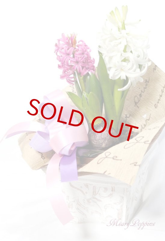 画像3: ヒヤシンスの鉢植えギフト (3)