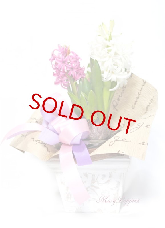 画像2: ヒヤシンスの鉢植えギフト (2)