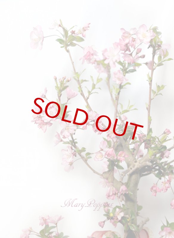 画像4: 花海棠（ハナカイドウ）の鉢植えギフト (4)