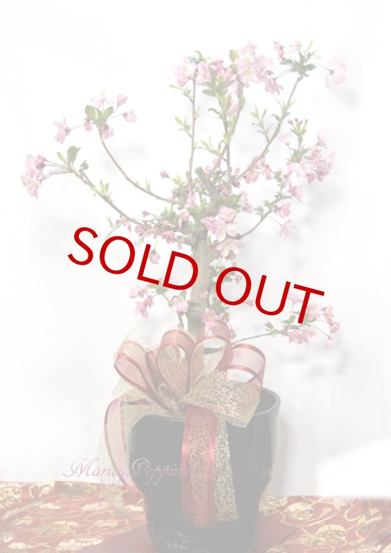 画像6: 花海棠（ハナカイドウ）の鉢植えギフト (6)