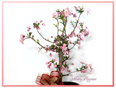画像1: 花海棠（ハナカイドウ）の鉢植えギフト