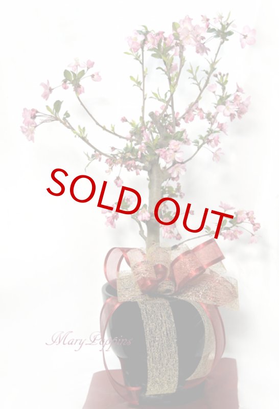 画像2: 花海棠（ハナカイドウ）の鉢植えギフト (2)