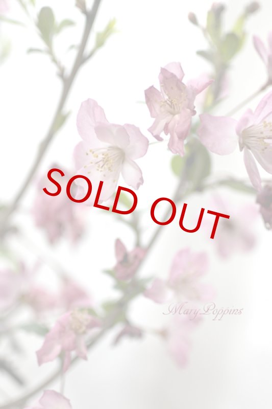 画像3: 花海棠（ハナカイドウ）の鉢植えギフト (3)