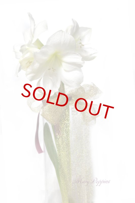 画像6: アマリリスのグラスポット・ギフト (6)