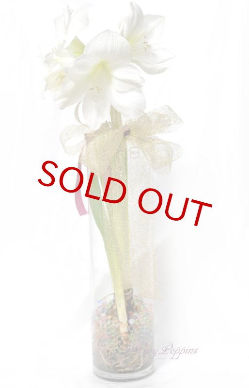 画像5: アマリリスのグラスポット・ギフト (5)