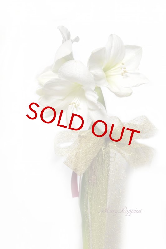 画像4: アマリリスのグラスポット・ギフト (4)