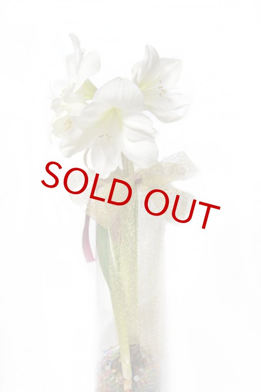 画像2: アマリリスのグラスポット・ギフト (2)