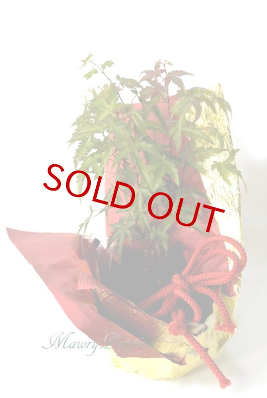 画像5: 楓（カエデ）の鉢植えギフト (5)