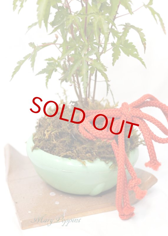 画像2: 楓（カエデ）の鉢植えギフト (2)