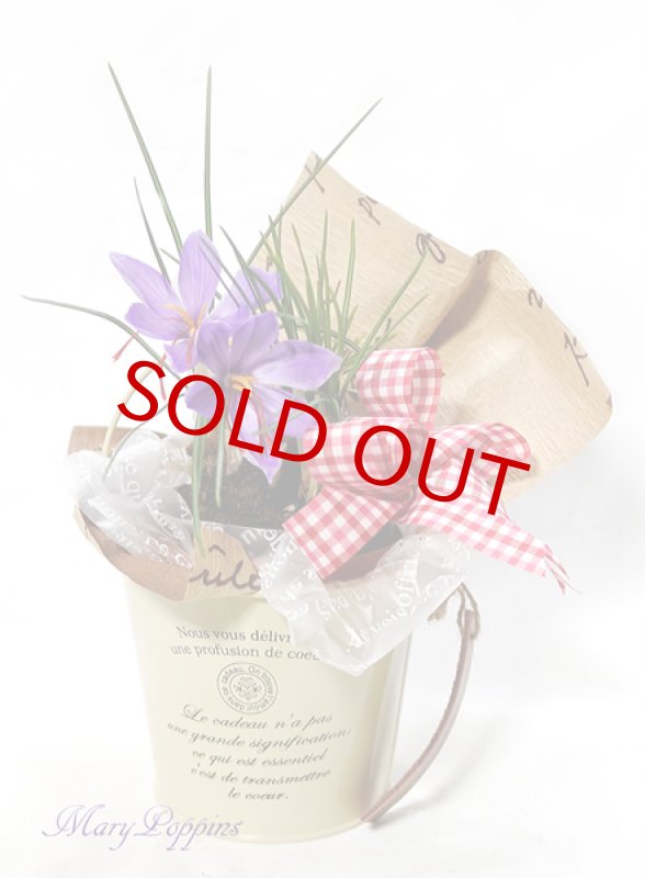 画像6: サフランの鉢植えギフト (6)