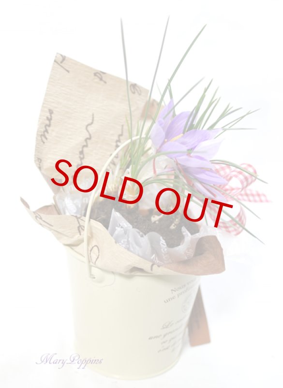 画像3: サフランの鉢植えギフト (3)