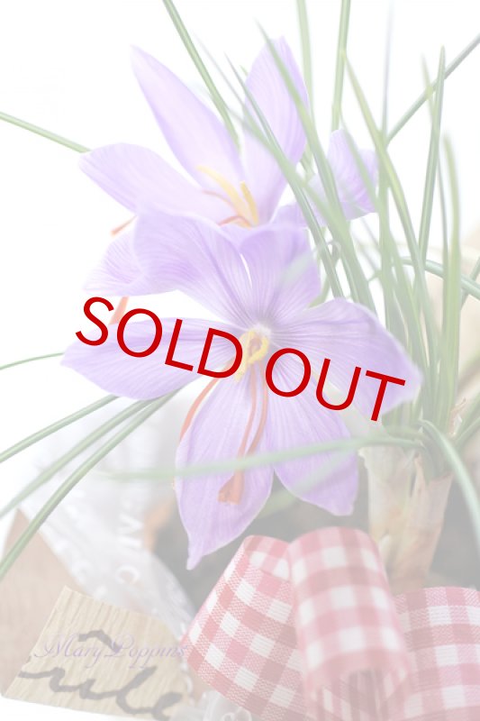 画像2: サフランの鉢植えギフト (2)