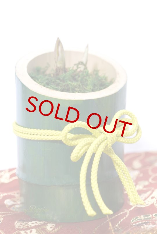 画像3: 福寿草の竹筒ポットの贈物 (3)