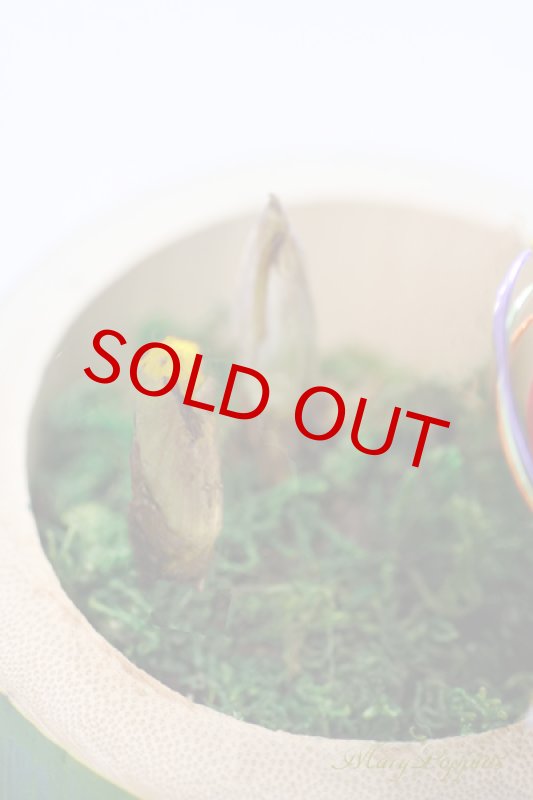 画像2: 福寿草の竹筒ポットの贈物 (2)