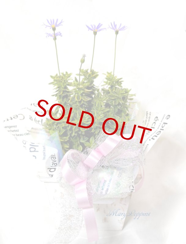 画像5: ブルーデイジーの鉢植えギフト (5)