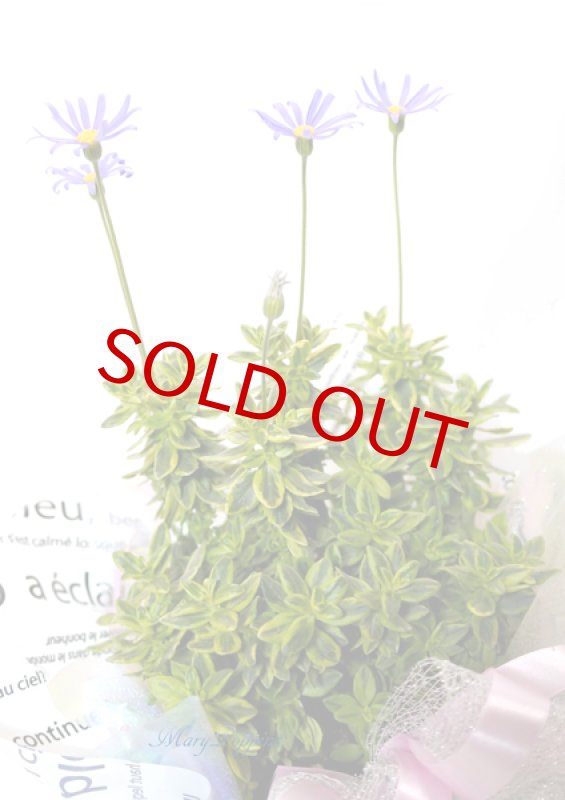 画像4: ブルーデイジーの鉢植えギフト (4)