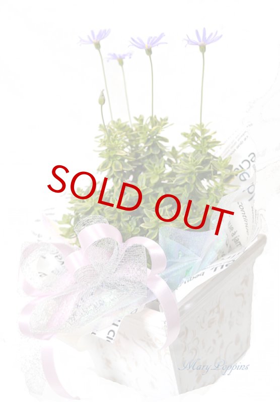 画像3: ブルーデイジーの鉢植えギフト (3)