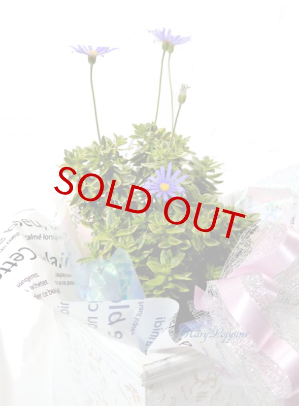 画像2: ブルーデイジーの鉢植えギフト (2)