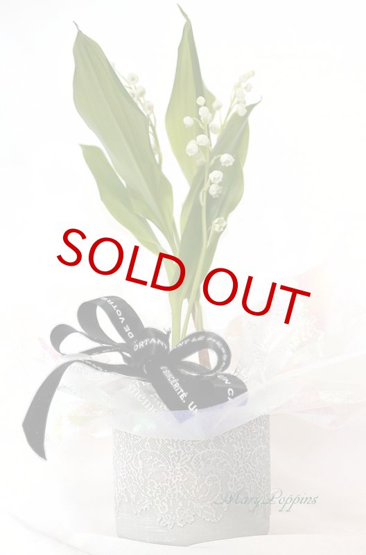 画像3: 鈴蘭（スズラン）の鉢植えギフト (3)