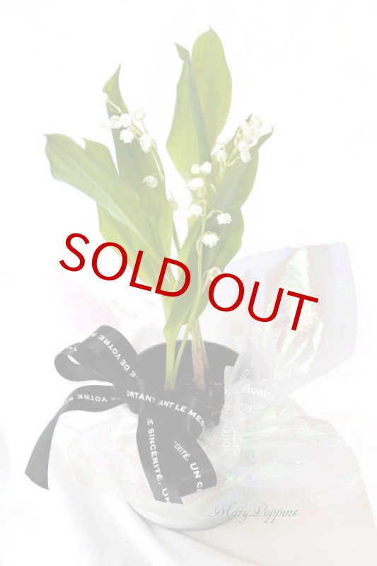 画像6: 鈴蘭（スズラン）の鉢植えギフト (6)