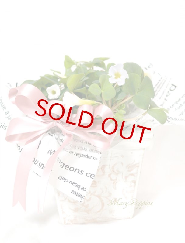 画像7: オキザリスの鉢植えギフト (7)