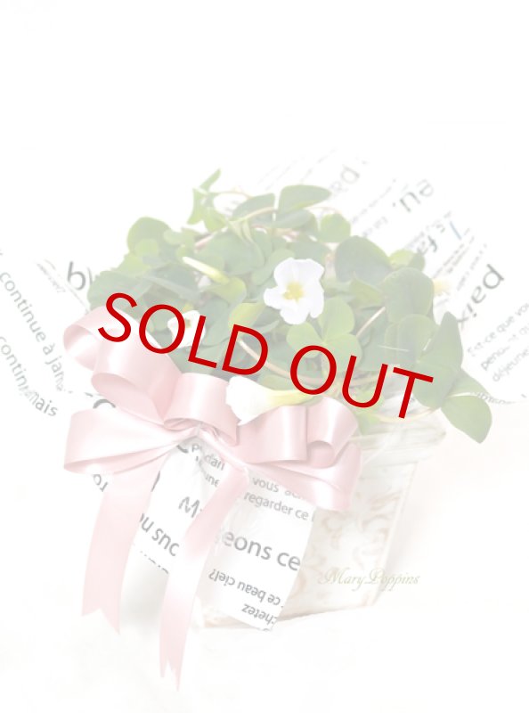 画像6: オキザリスの鉢植えギフト (6)