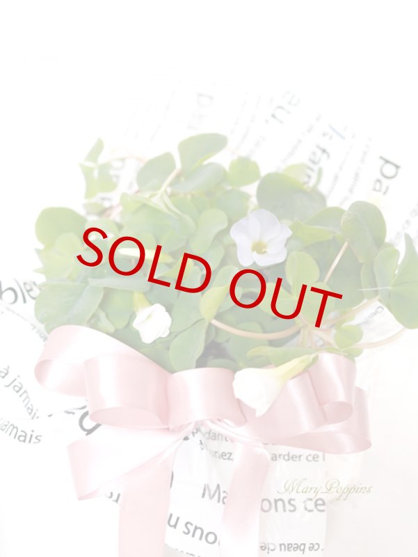 画像5: オキザリスの鉢植えギフト (5)