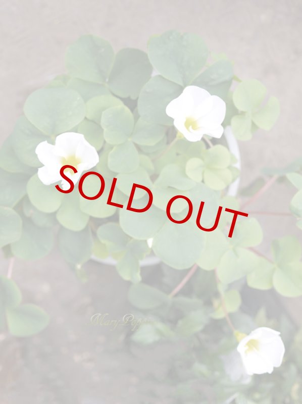 画像4: オキザリスの鉢植えギフト (4)