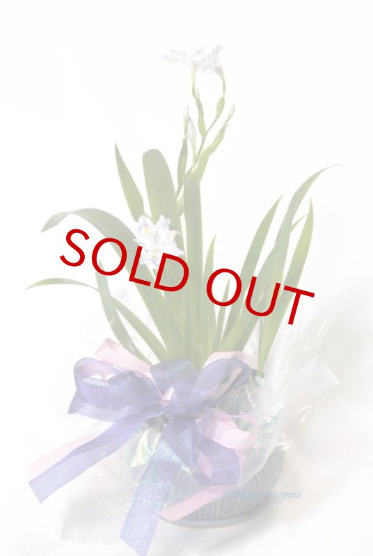 画像6: 著莪（シャガ）の鉢植えギフト (6)