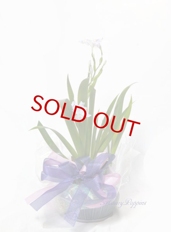 画像2: 著莪（シャガ）の鉢植えギフト (2)