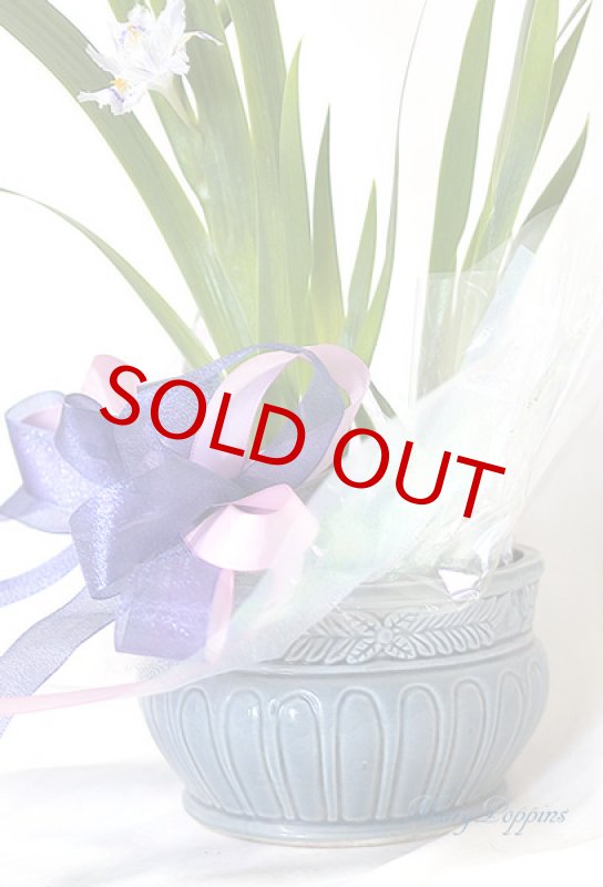 画像5: 著莪（シャガ）の鉢植えギフト (5)