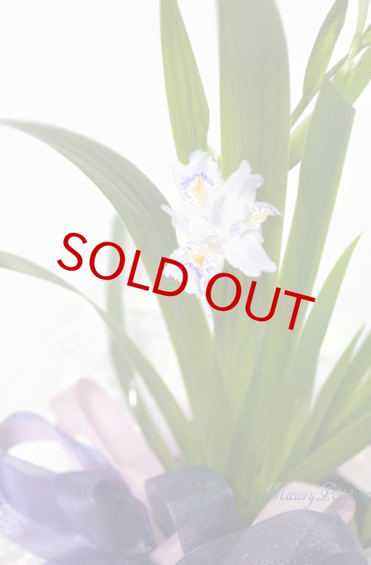 画像4: 著莪（シャガ）の鉢植えギフト (4)