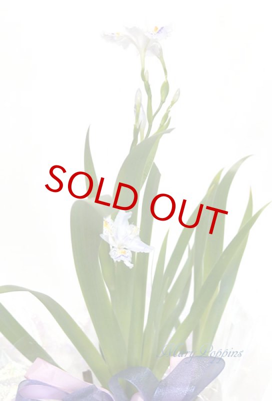 画像3: 著莪（シャガ）の鉢植えギフト (3)