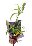 画像3: 紫露草（ムラサキツユクサ）の鉢植えギフト (3)