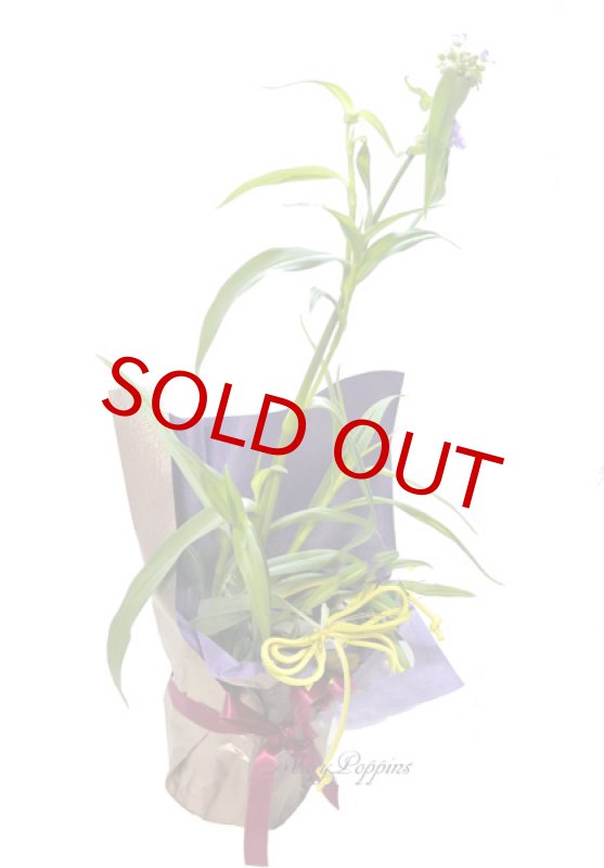 画像3: 紫露草（ムラサキツユクサ）の鉢植えギフト (3)